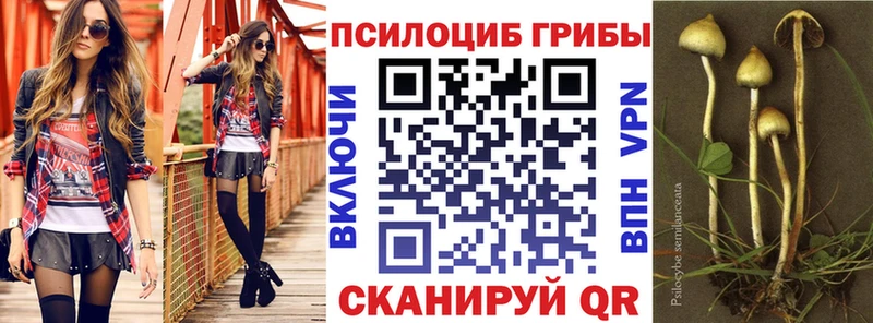 Псилоцибиновые грибы Psilocybe  Курчалой 